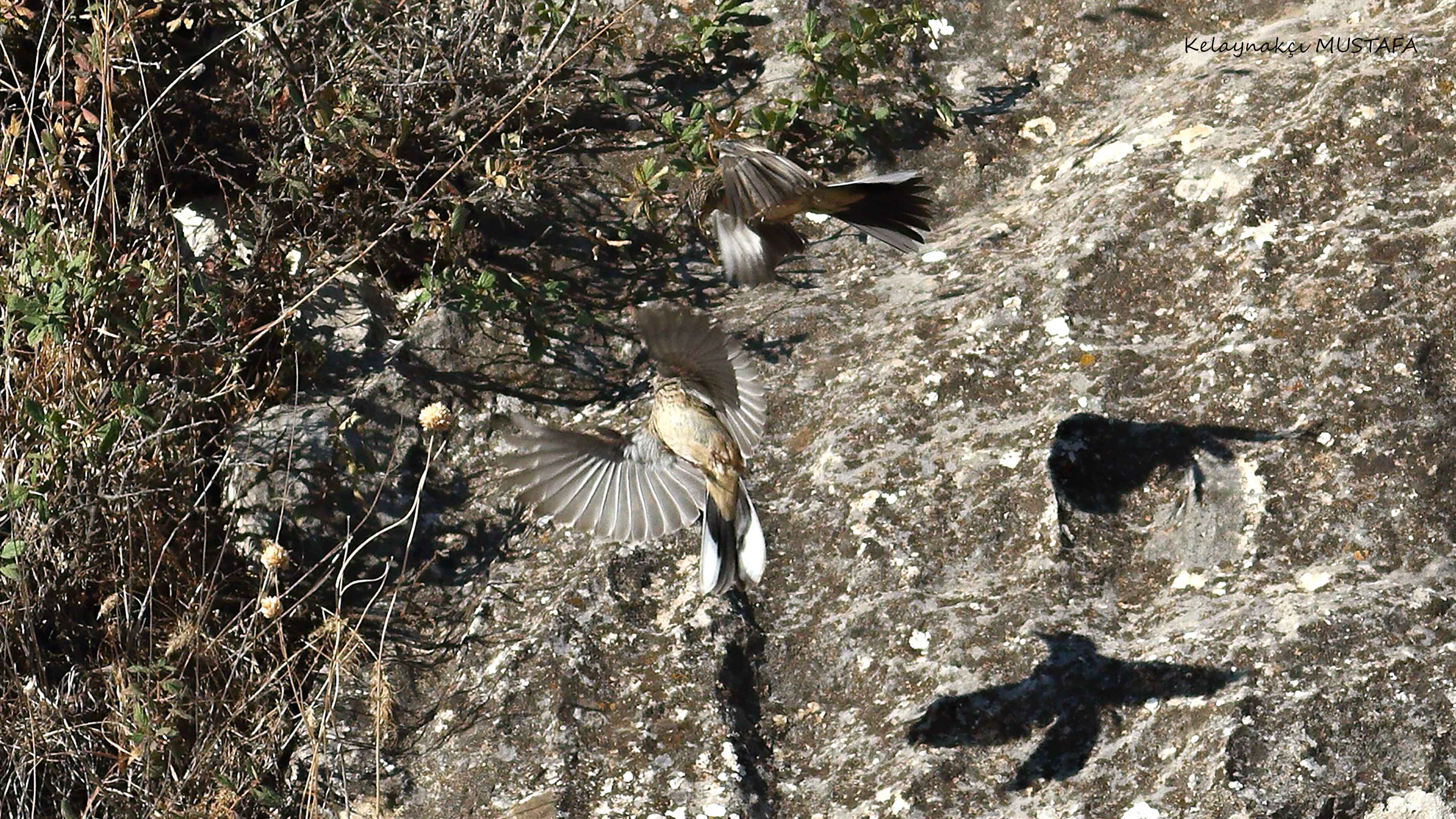 Rock Bunting